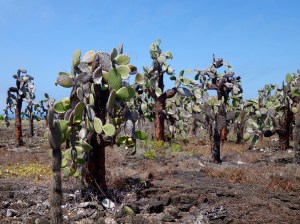 Las Ninfas, Santa Cruz