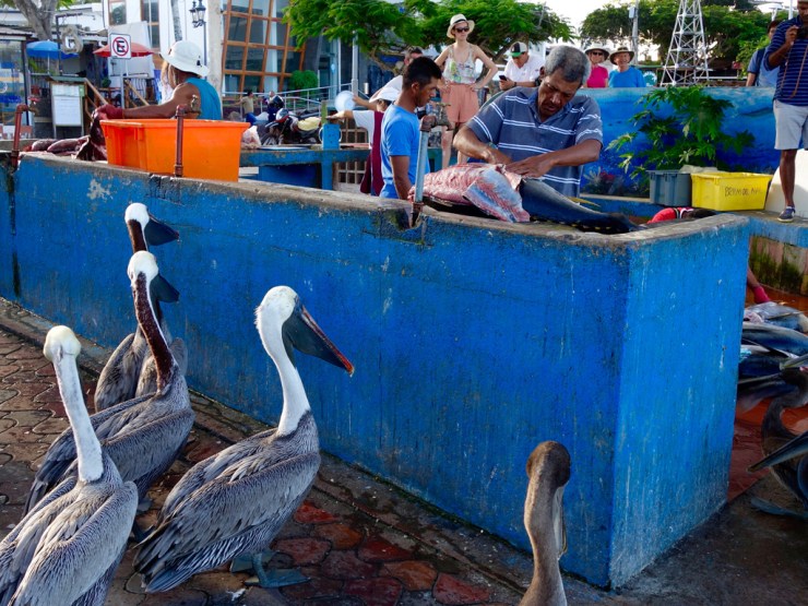 Puerto Ayora, Santa Cruz