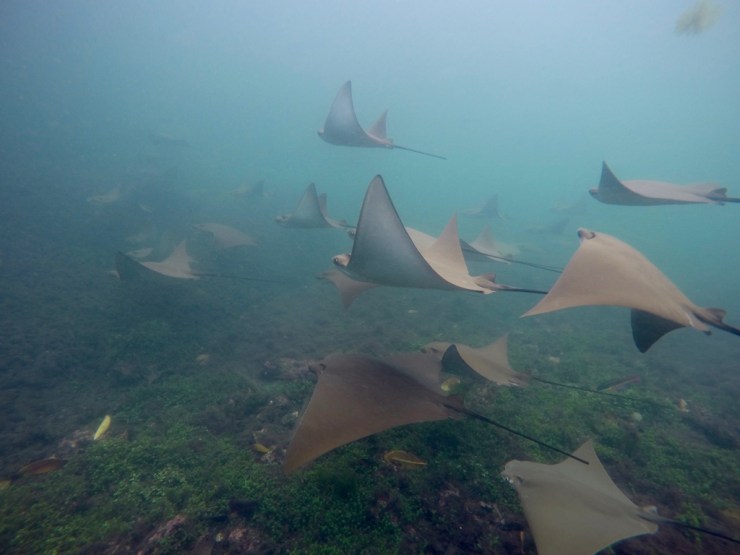 Los tuneles, Isabela