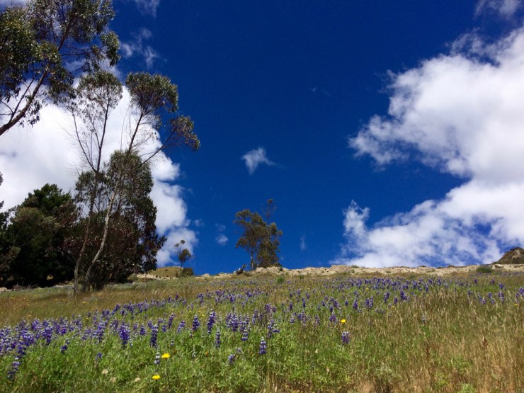 Mais c'est les même fleurs que chez nous! A 3800 m.
