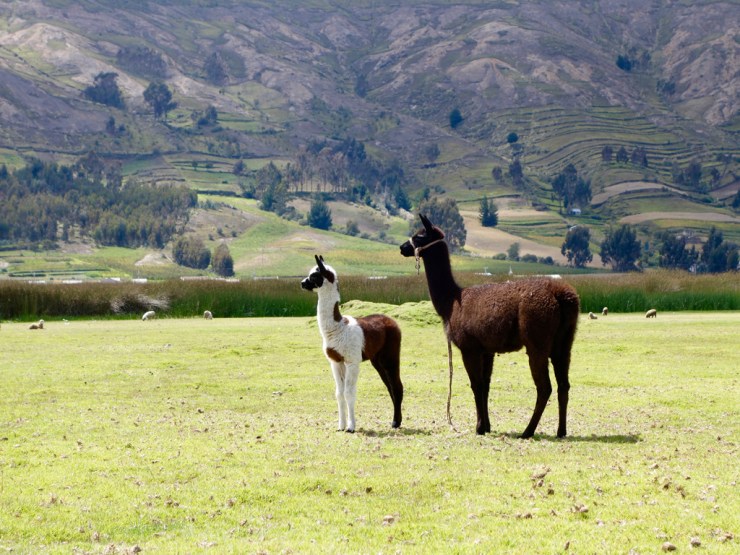 Lama ou alpaga, on hésite encore...