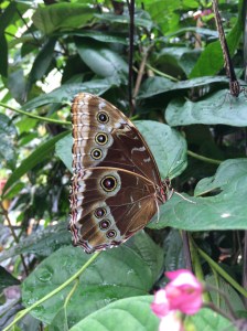 T'as de beaux yeux, tu sais?