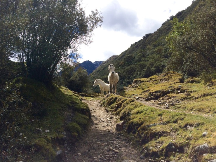 Il y a même des licornes!
