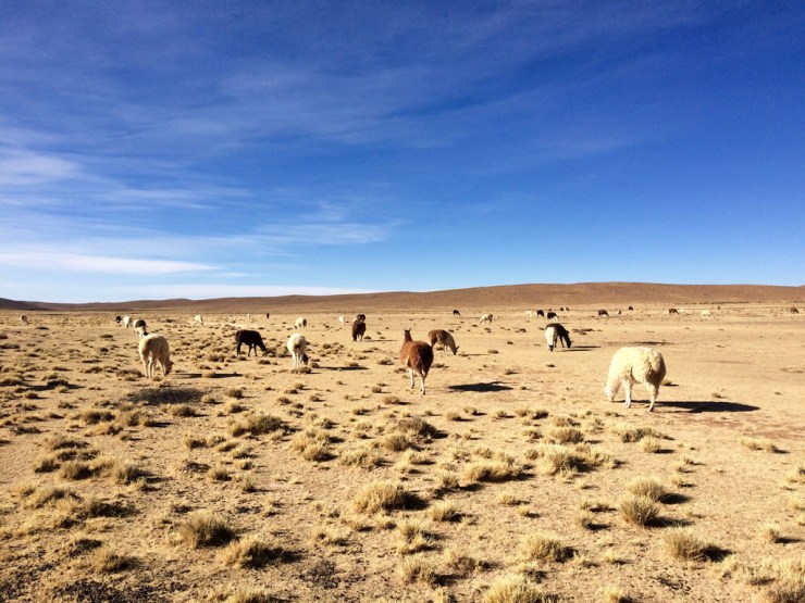 Des autruches! Ah non...