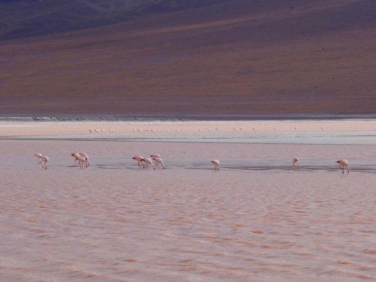 Même les flamants sont roses...