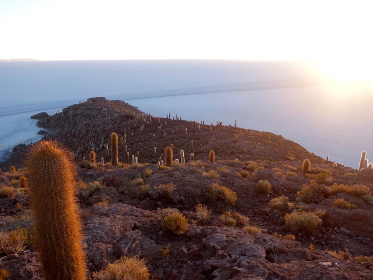 Les cactus aussi regardent le soleil se lever
