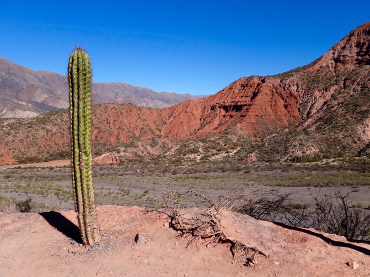 Cactus veillant sur son royaume