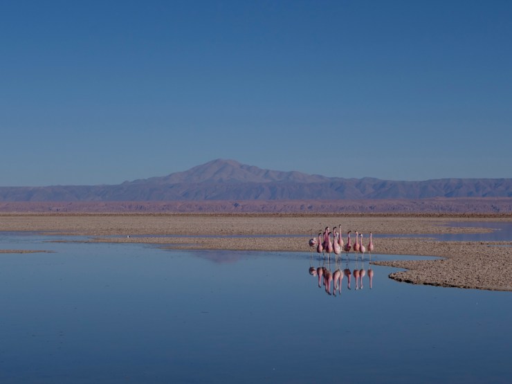 Flamants qui dansent: fladanses
