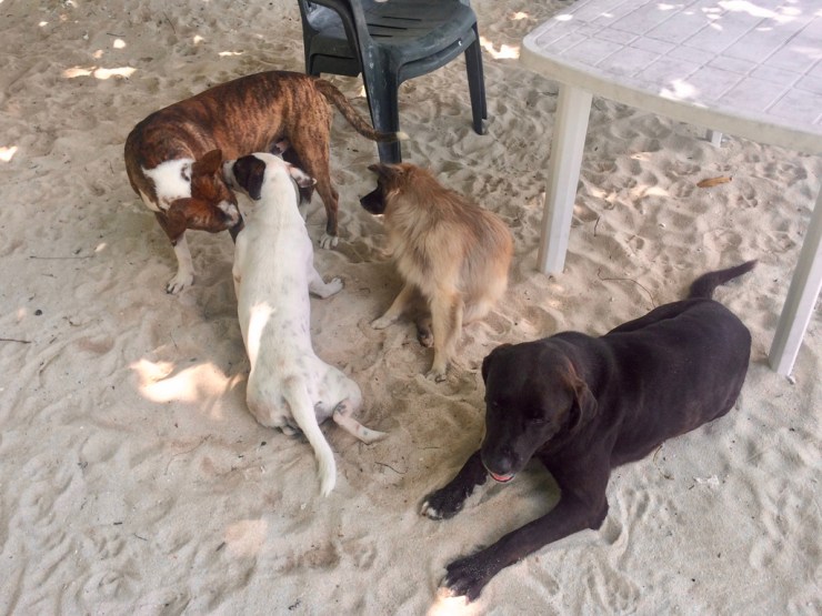 pb_bilan_polynesie-7