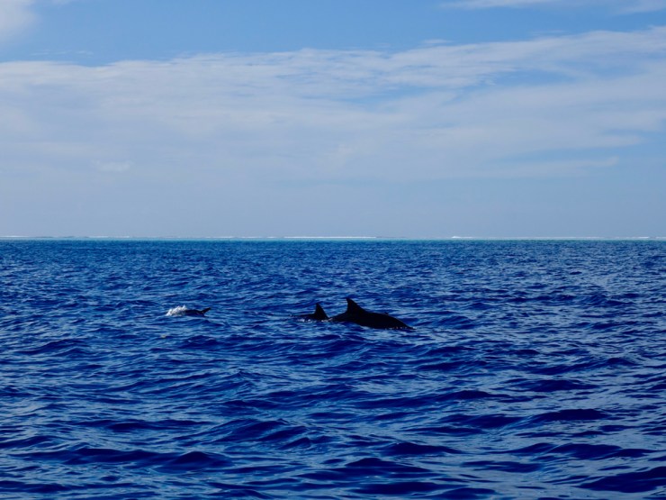 Dauphins dans la "passe"