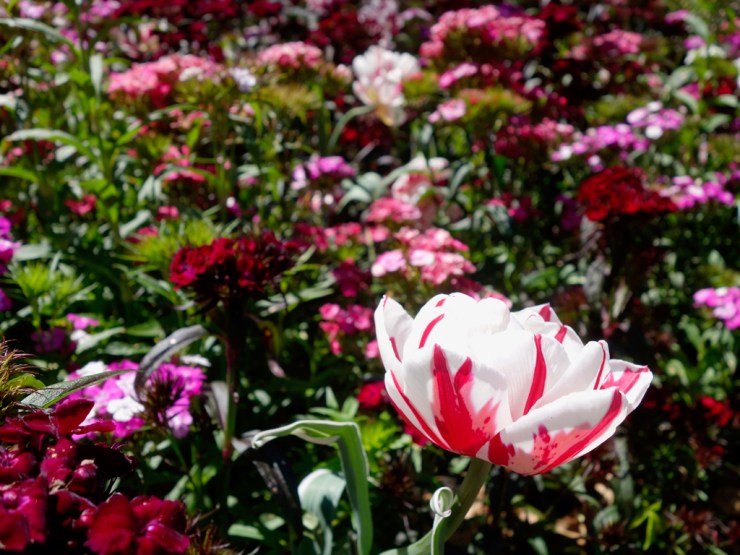 pb_nz_christchurch-1