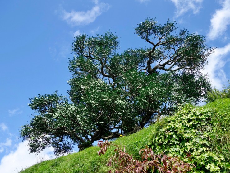 Le fameux faux chêne aux 200'000 fausses feuilles collées à la main