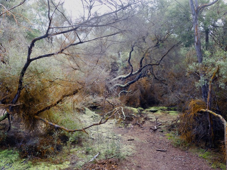 Végétation au milieu de l'enfer