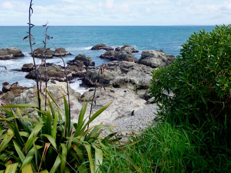 La dure vie d'otarie