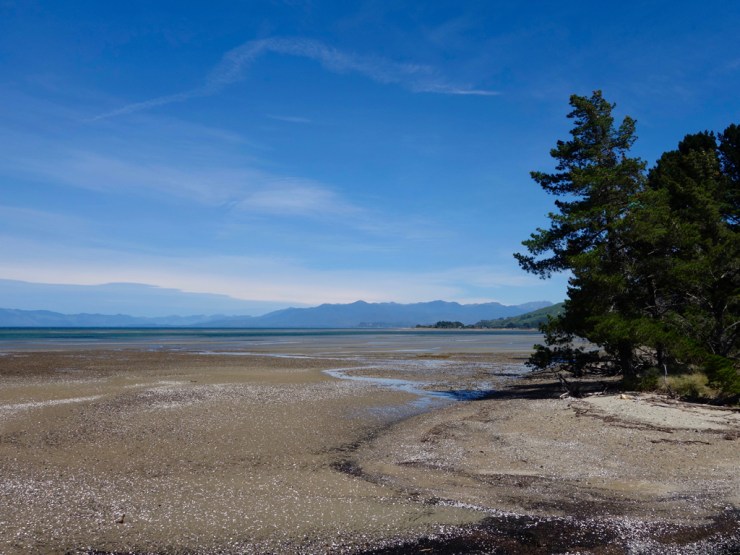 Forêt au bord de l'eau, mais pas maintenant