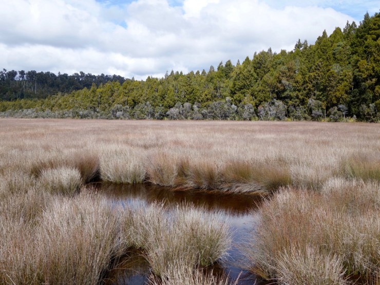 Dans la forêt, des kiwis