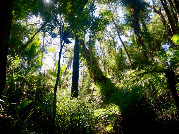 Rainforest à la néo-zélandaise