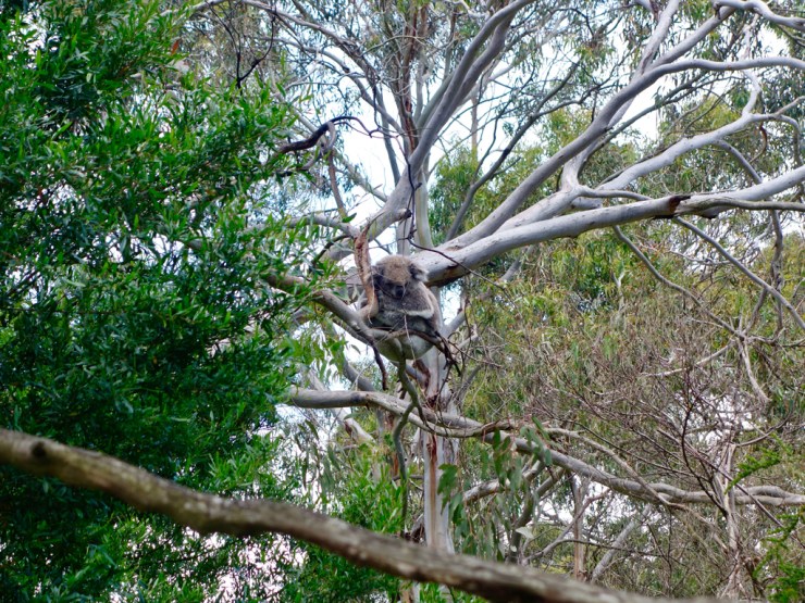 pb_bilan_australie-11