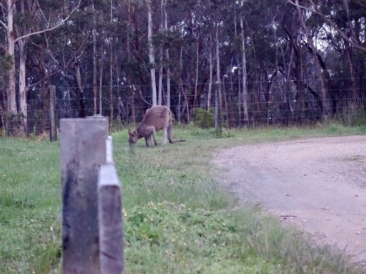 pb_bilan_australie-12