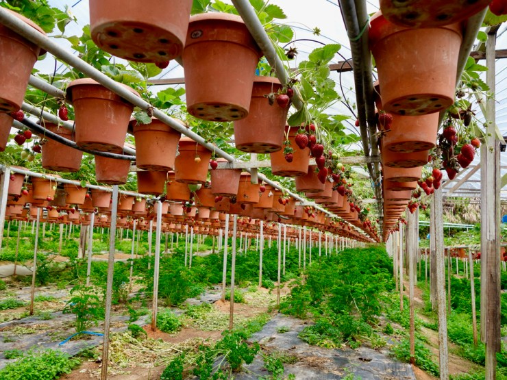 pb_cameron-highlands-et-georgetown-12