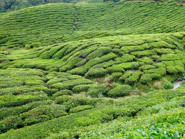 pb_cameron-highlands-et-georgetown-14