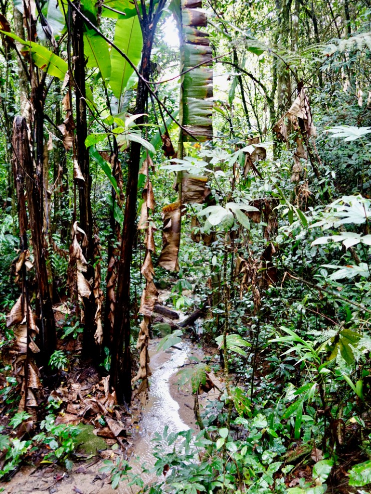 pb_cameron-highlands-et-georgetown-8