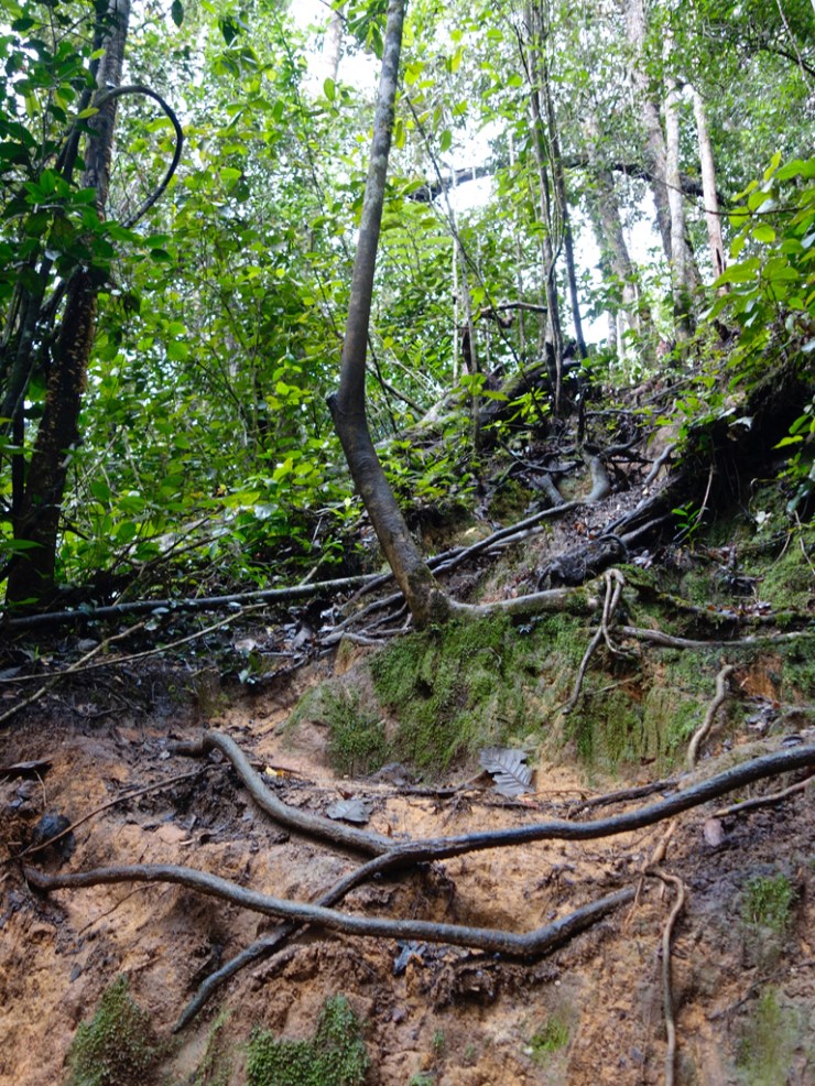 pb_cameron-highlands-et-georgetown-9