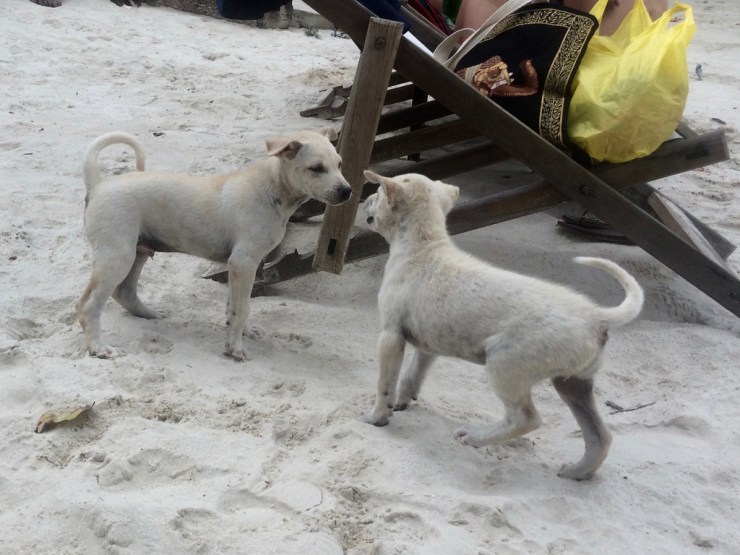 pb_bilan_thailande-8